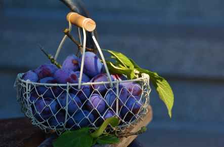 plums-fruit-fruit-basket-blue-169579.jpeg