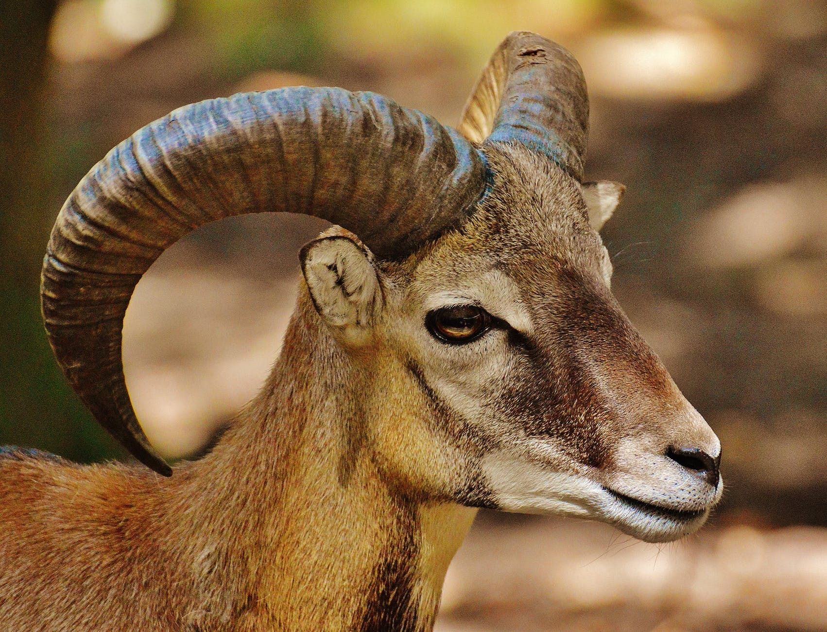 brown ram goat