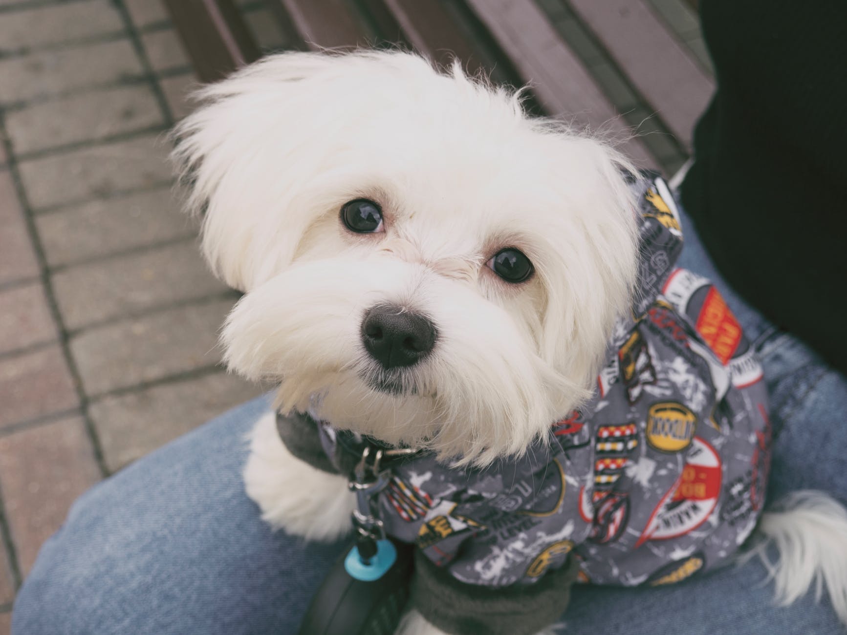 white long cot puppy on lap