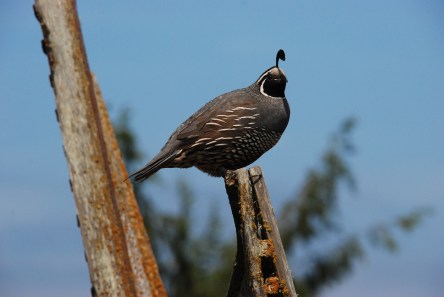 quail-1574948_1920
